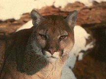 Lookit the pretty kitty